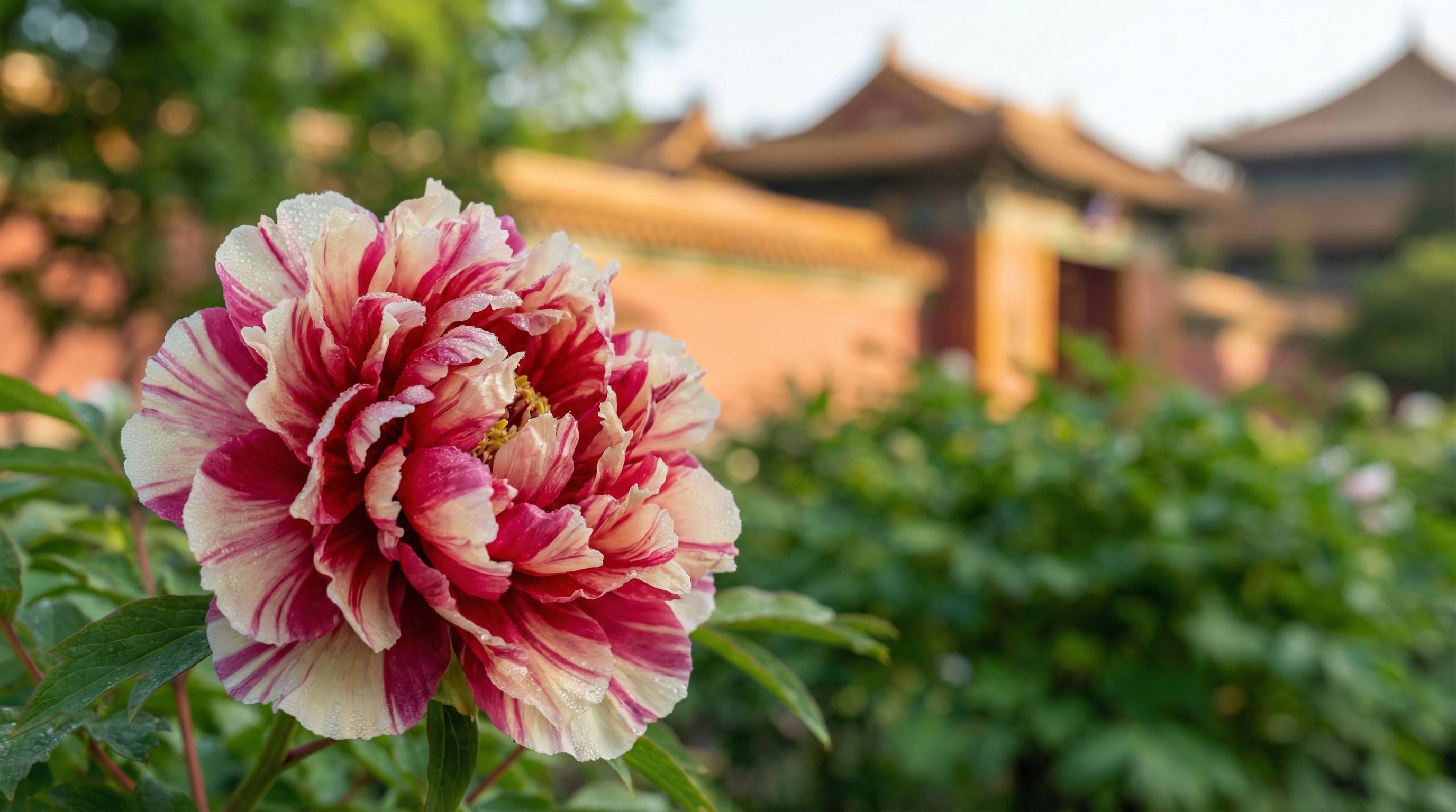 小马拉大车植物视频 - 牡丹花开视频